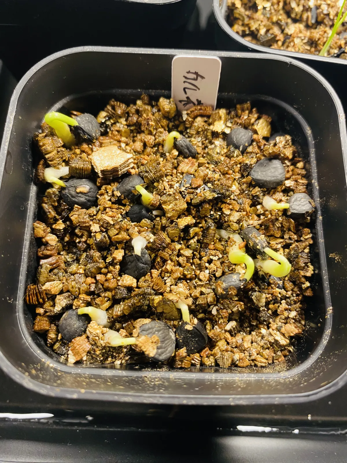 Yucca carnerosana (ユッカ カルネロサーナ)