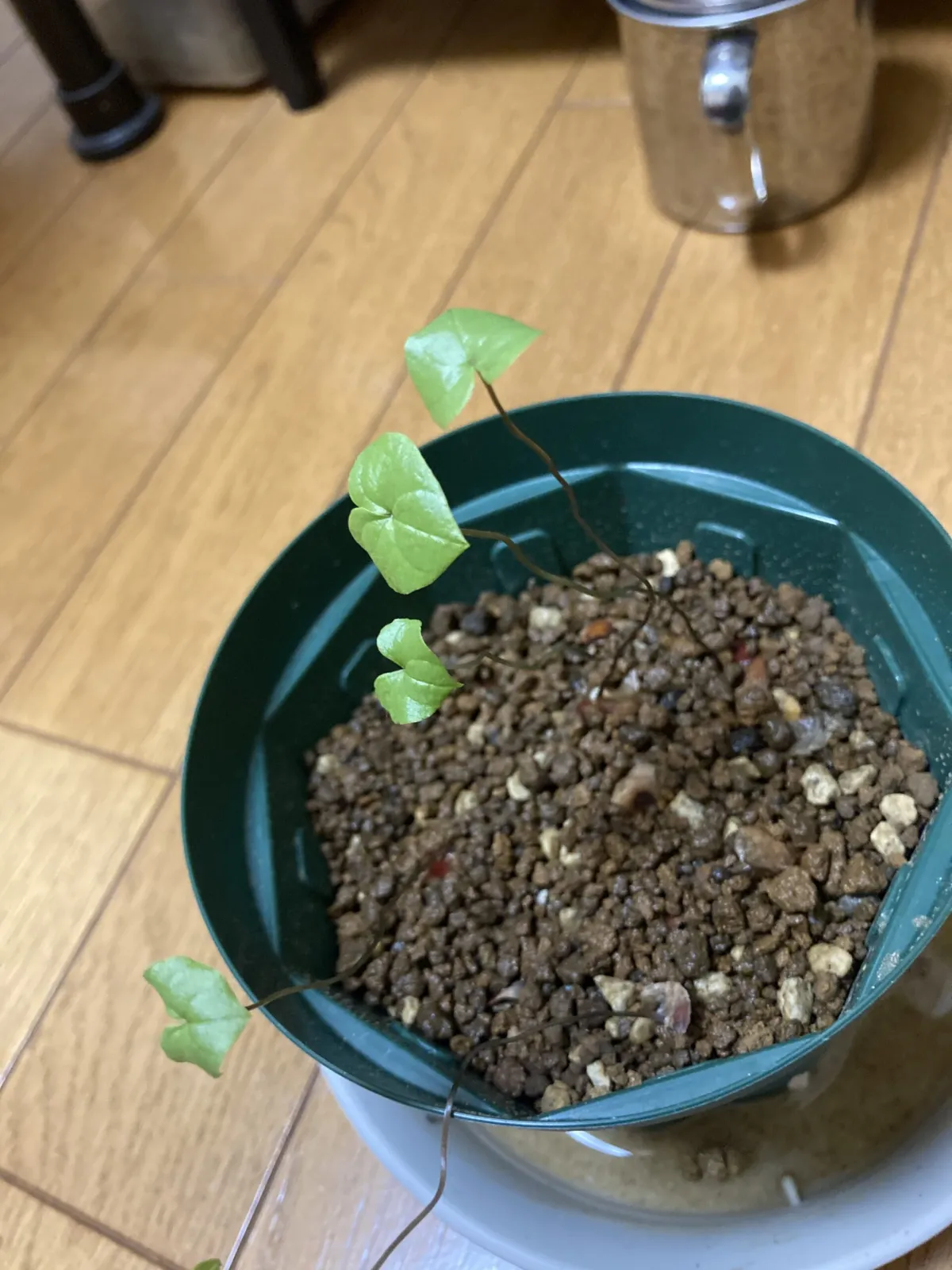 Dioscorea elephantipes (ディオスコレア エレファンティペス アフリカ亀甲竜)