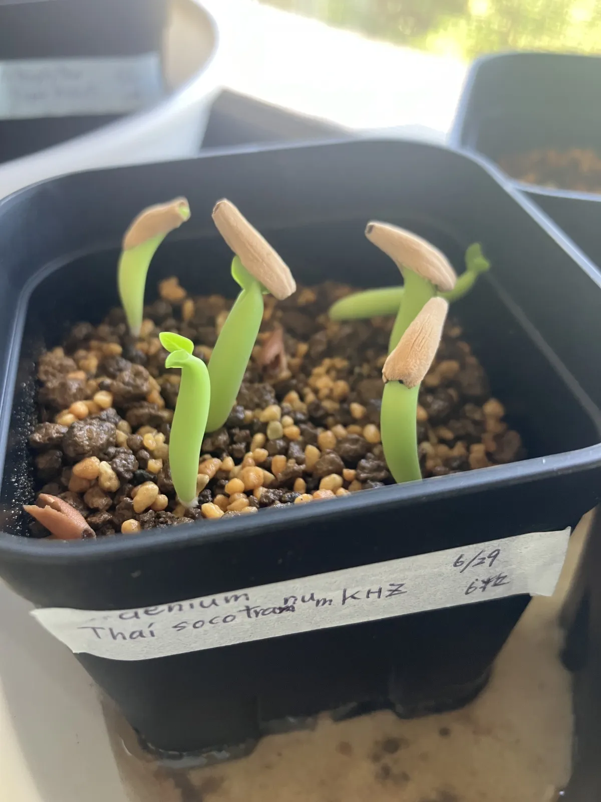 Adenium obesum thai (アデニウム タイ ソコトラナム)