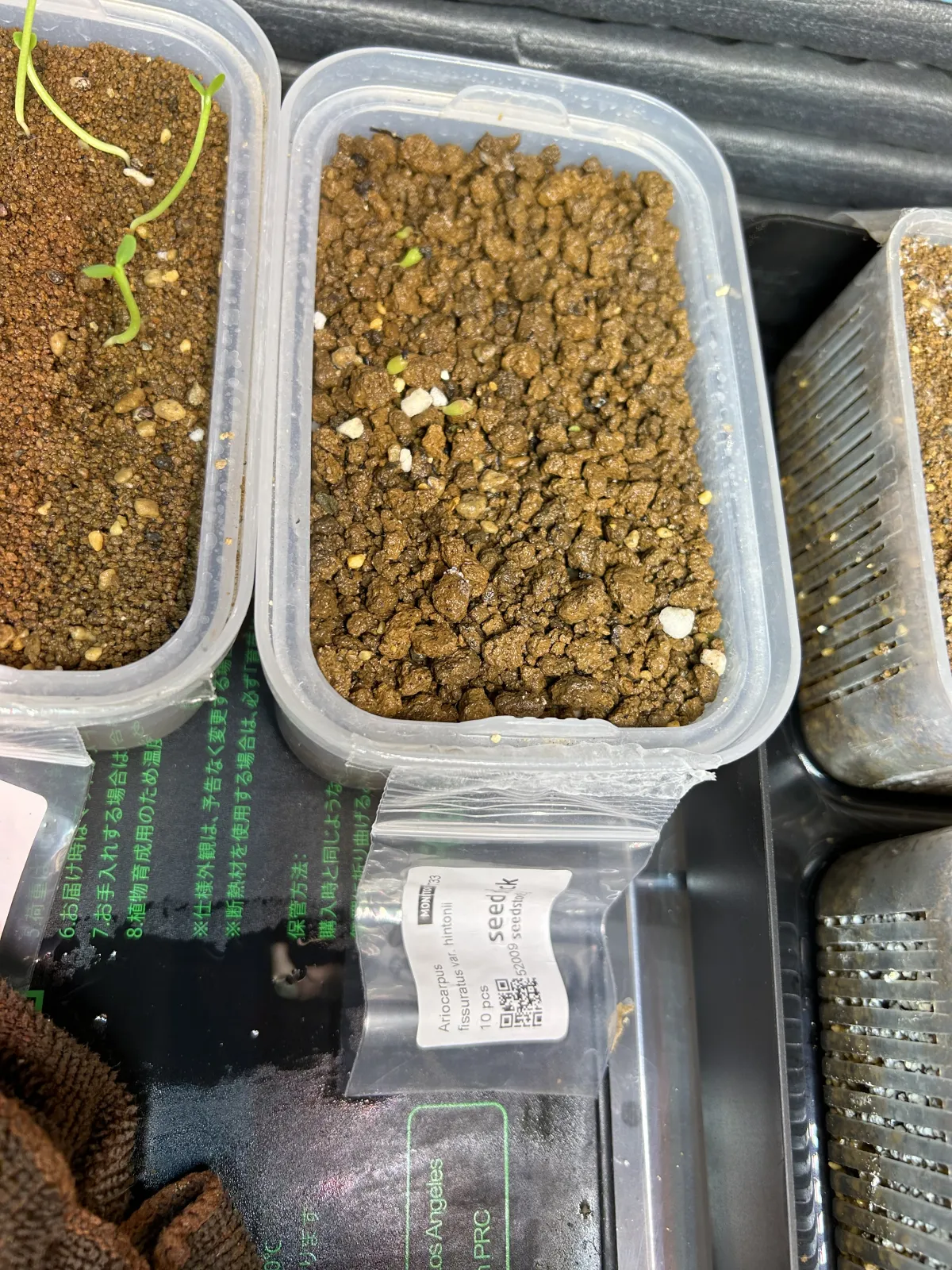 Ariocarpus fissuratus var. hintonii (アリオカルプス ヒントニー 亀甲牡丹)