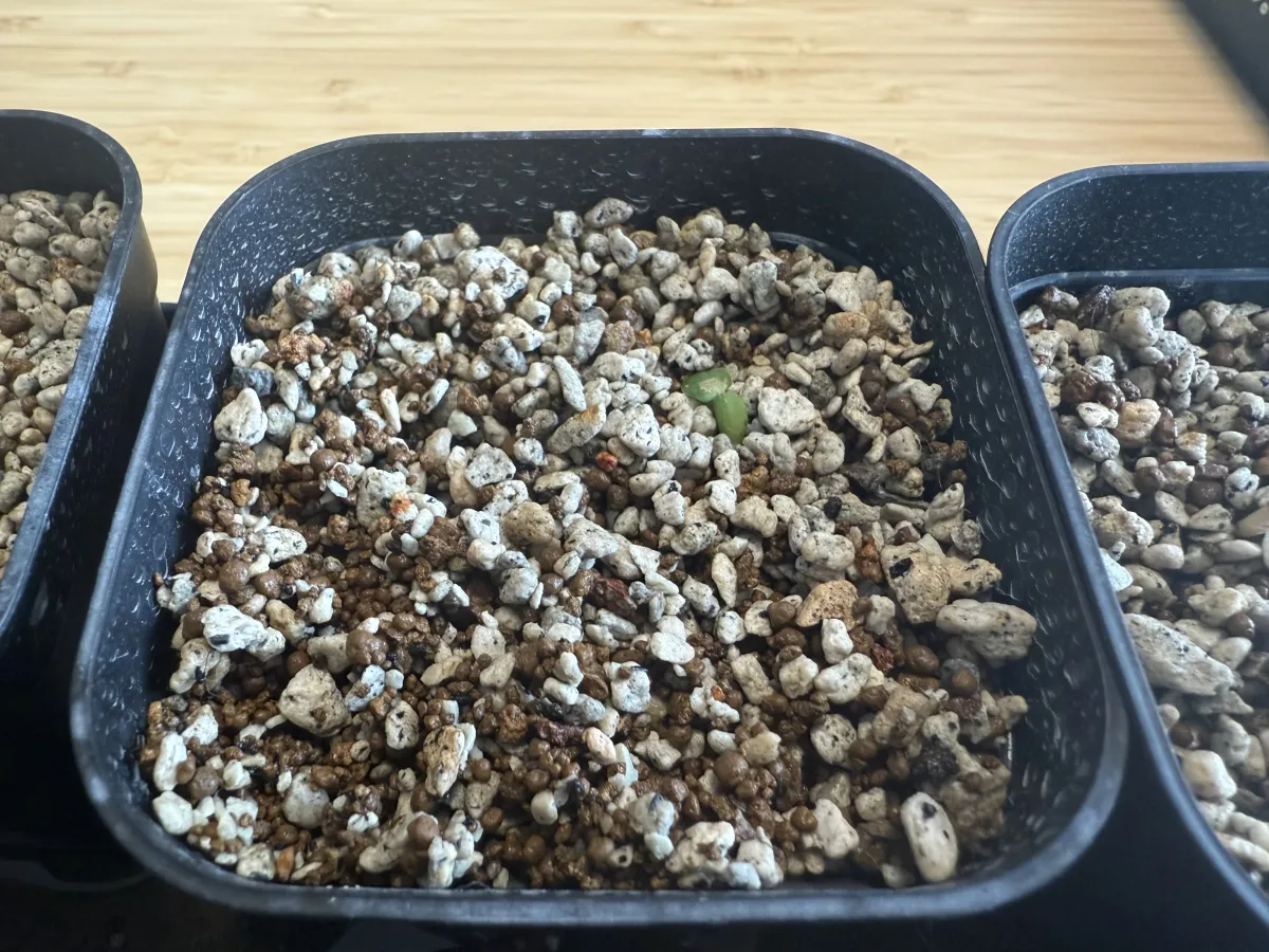 Pachypodium succulentum (パキポディウム サキュレンタム 天馬空)