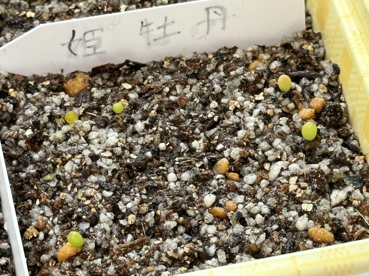 Ariocarpus kotschoubeyanus var. albiflorus (アリオカルプス 姫牡丹)