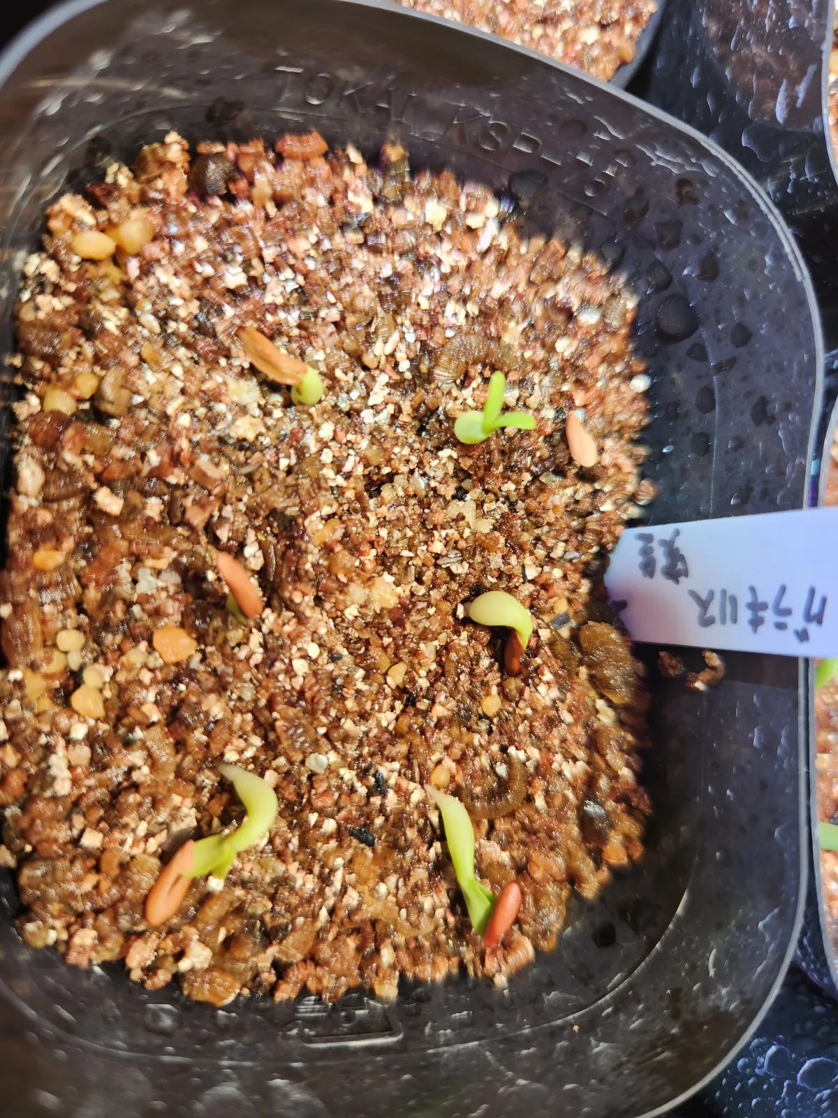 Pachypodium rosulatum var. gracilius (パキポディウム グラキリス)