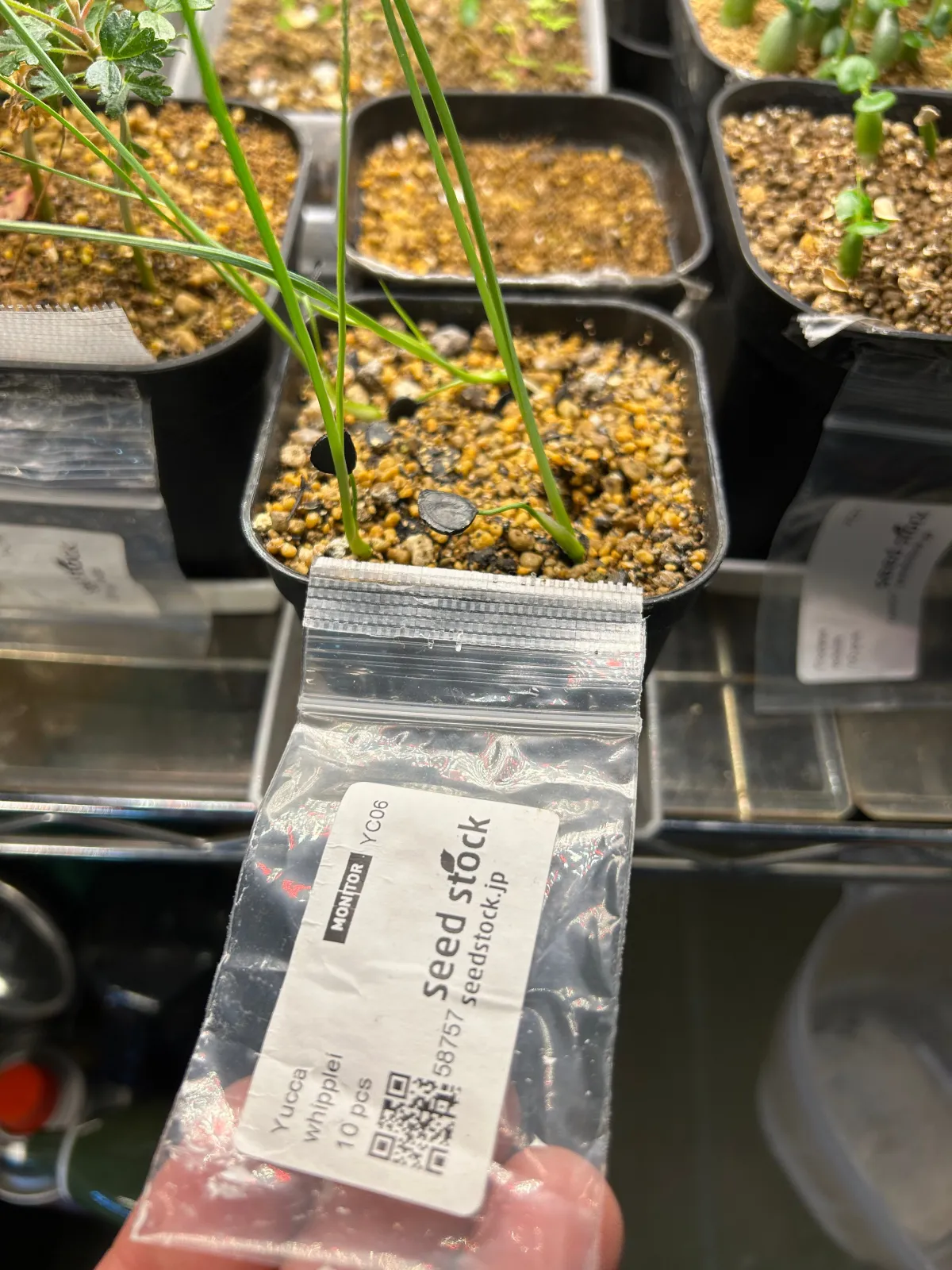 Yucca whipplei (ユッカ ウィップレイ)