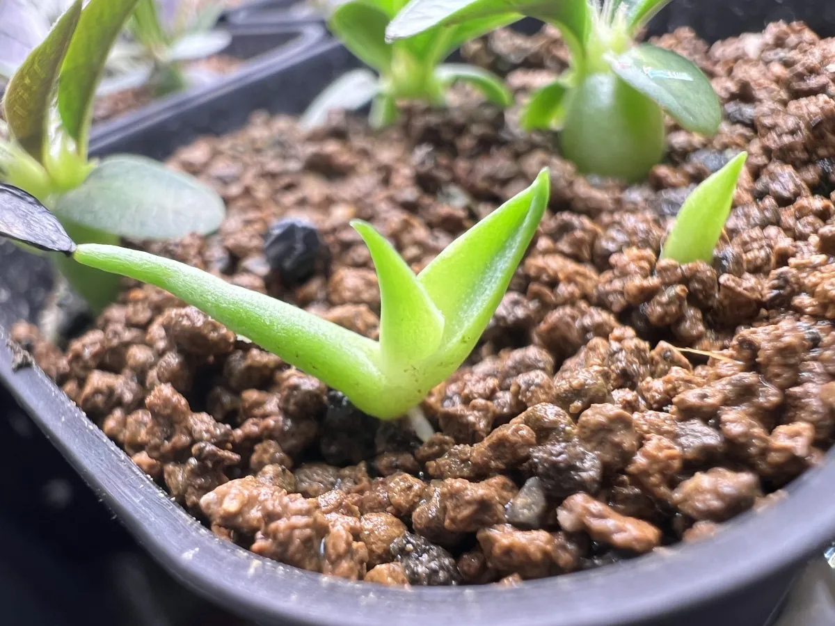 Agave utahensis ssp. utahensis (アガベ ユタエンシス)