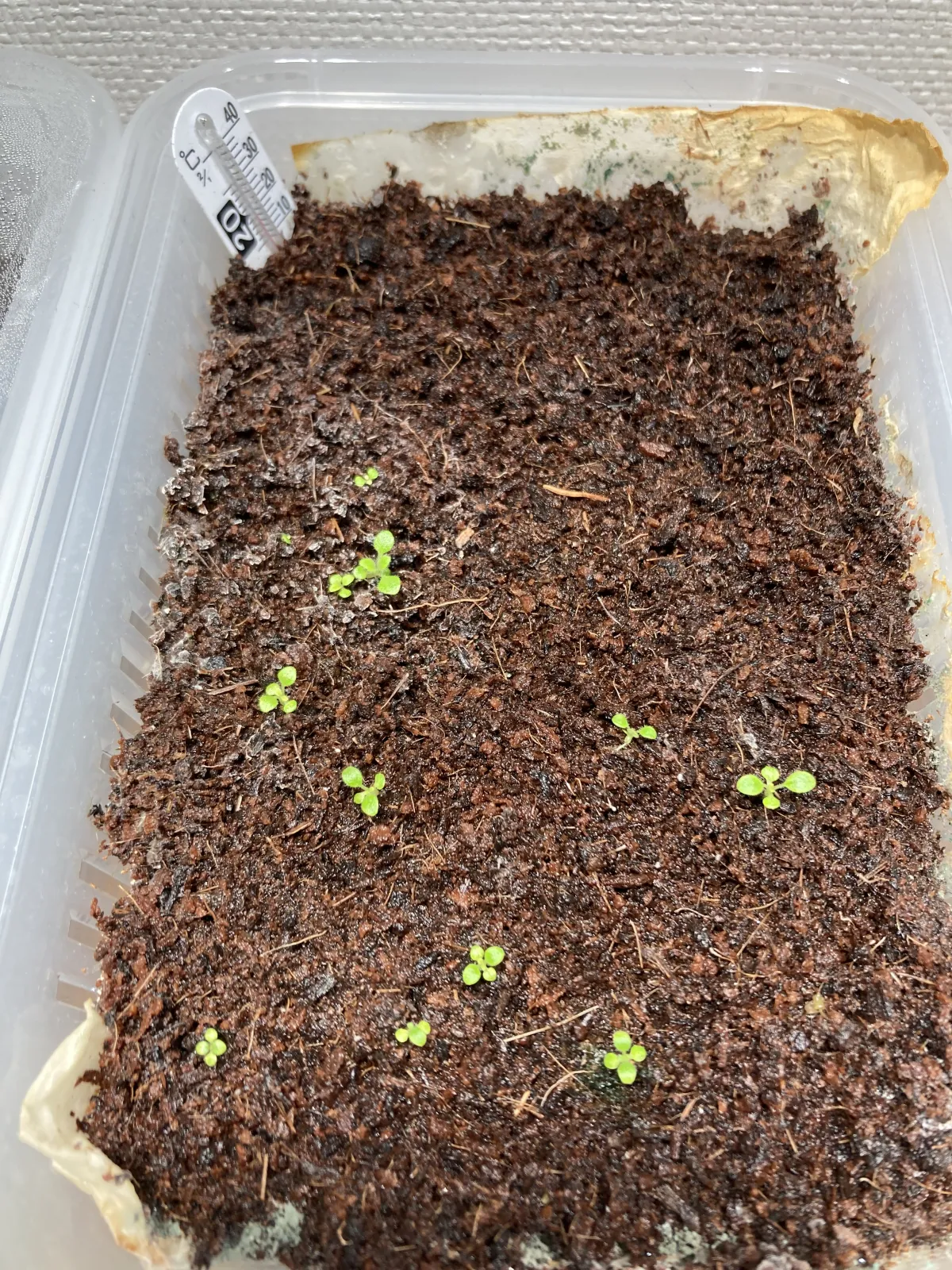 Sinningia leucotricha (シンニンギア レウコトリカ 断崖の女王)