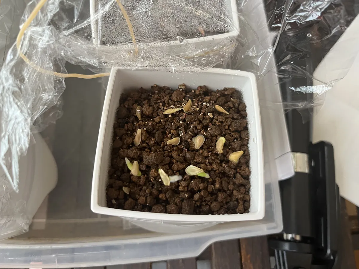 Fockea edulis (フォッケア 火星人)