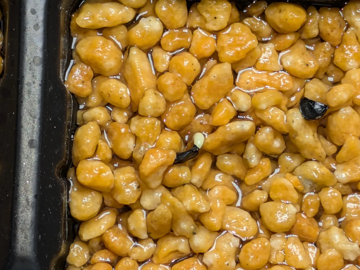 Agave titanota (アガベ チタノタ ドワーフ)