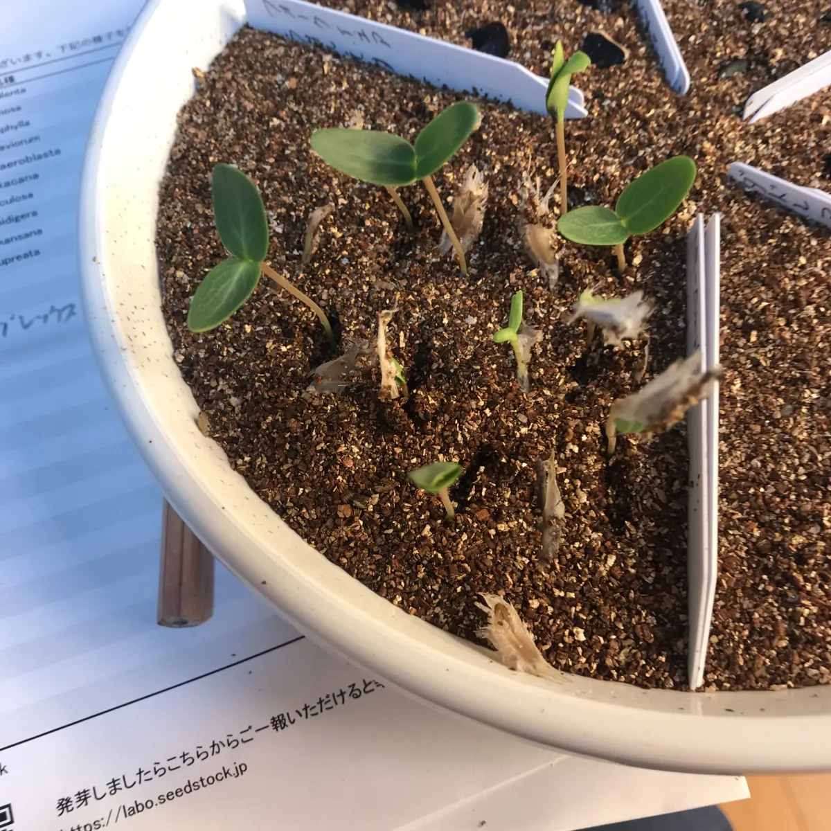 Fouquieria formosa (フォークイエリア フォルモサ)