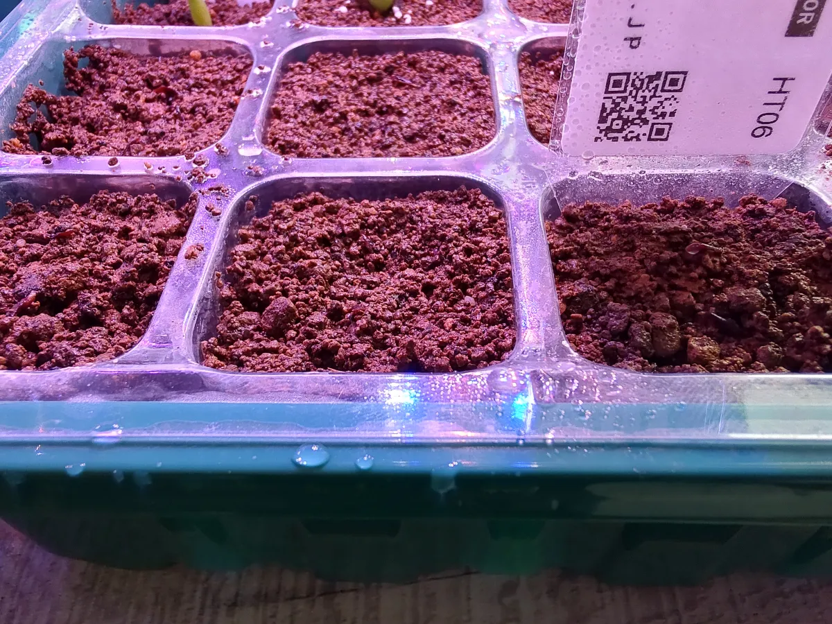 Hechtia sphaeroblasta (ヘクチア スファエロブラスタ)