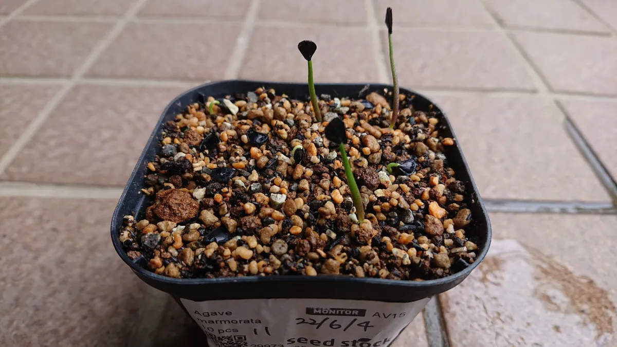 Agave marmorata (アガベ マルモラータ)