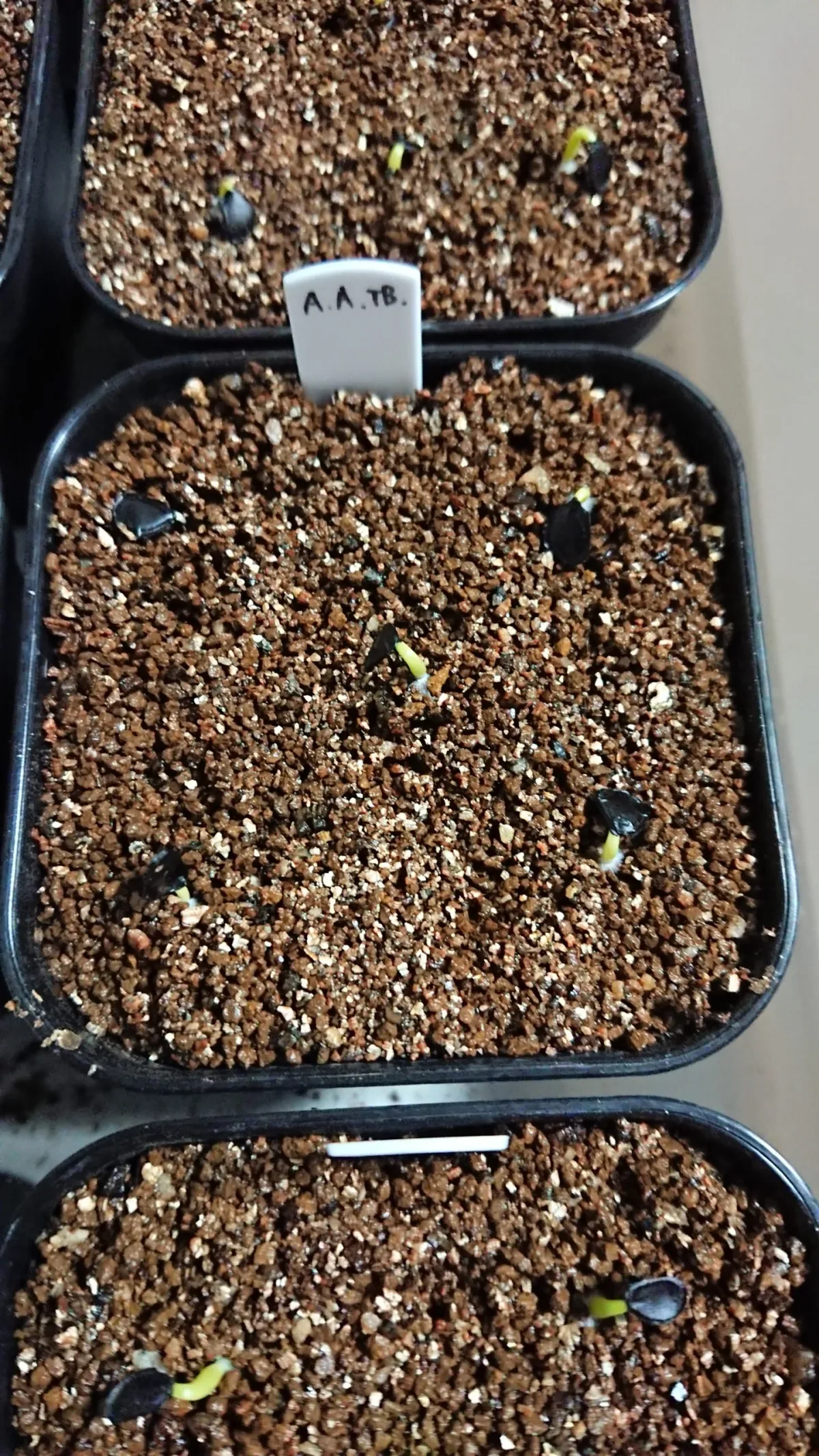 Agave americana (アガベ トリマンブルー)