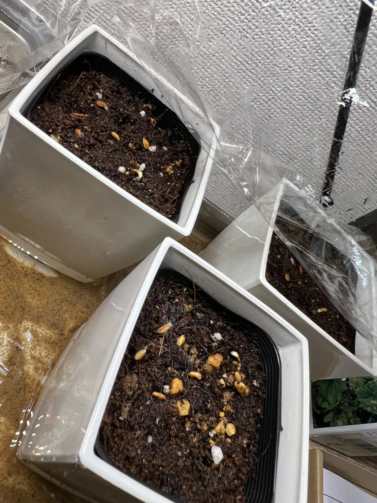 Pachypodium brevicaule subsp. leucoxanthum (パキポディウム レウコキサンツム)