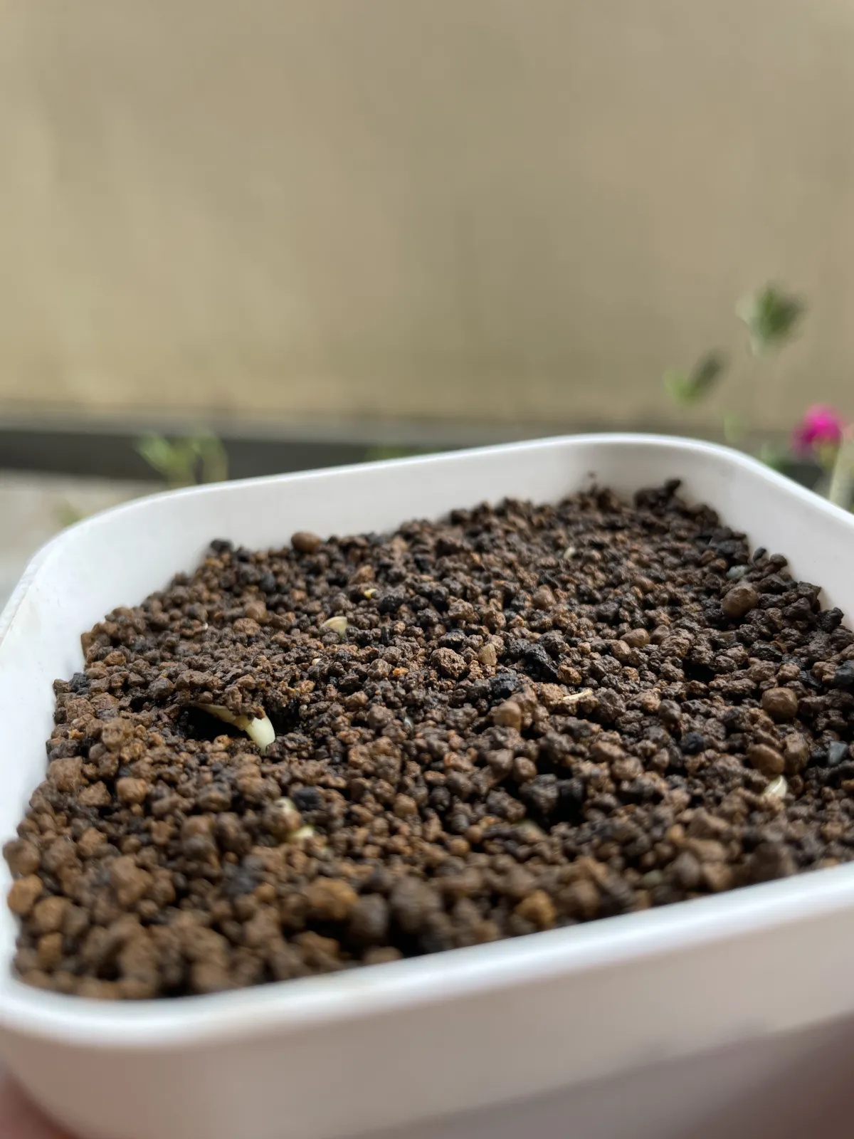 Fockea edulis (フォッケア 火星人)