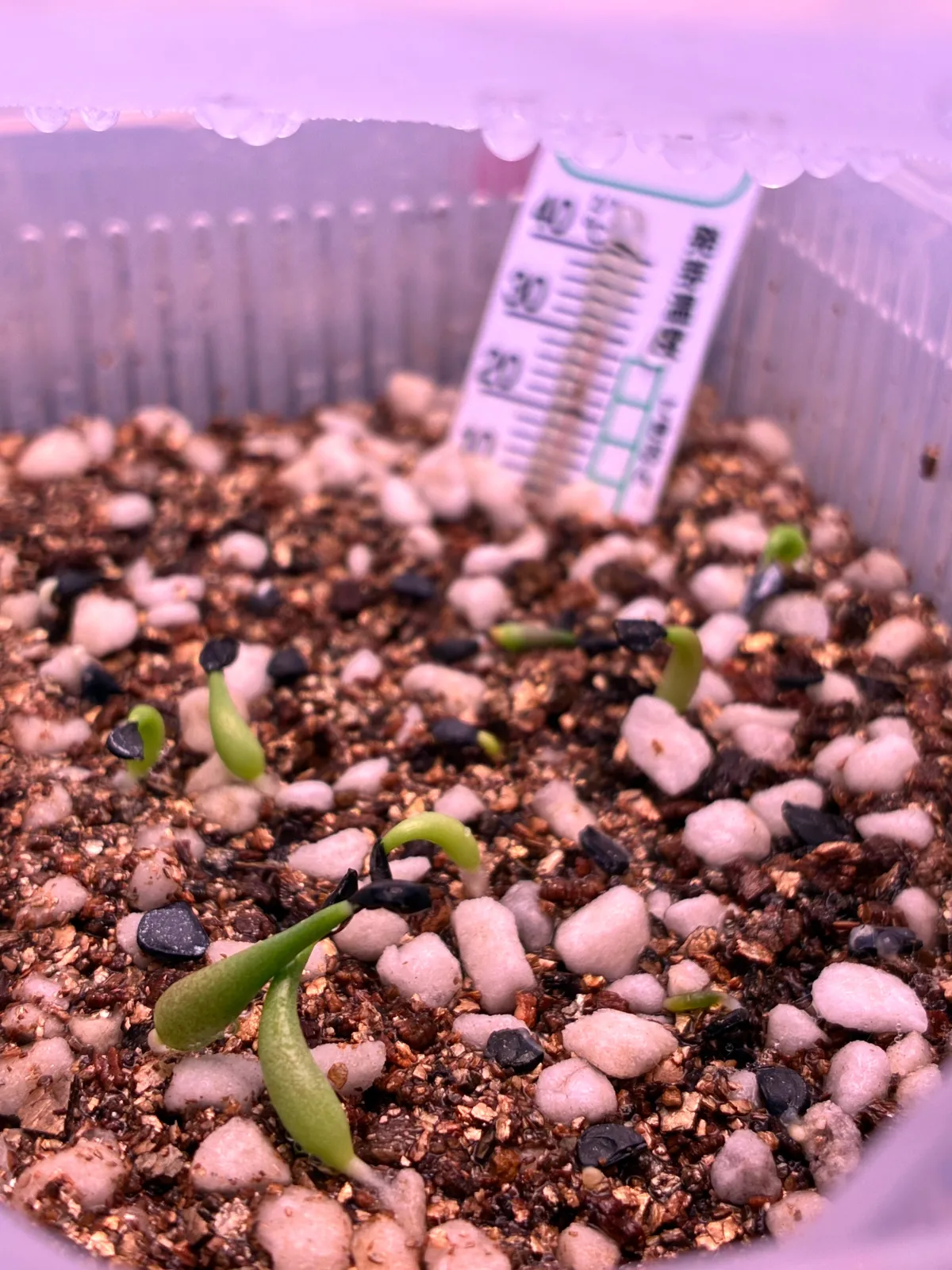 Agave oteroi (アガベ オテロイ)