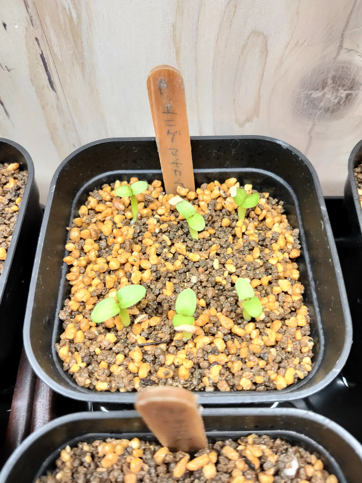 Pachypodium enigmaticum (パキポディウム エニグマチカム)