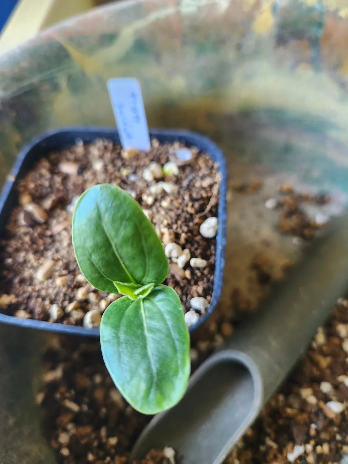 Jatropha ellenbeckii (ヤトロファ エレンベッキー)