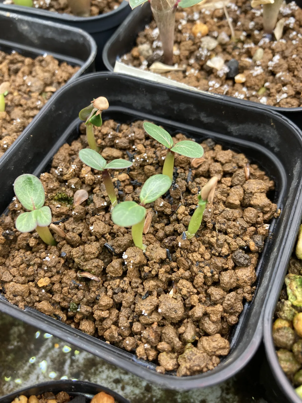 Pachypodium baronii (パキポディウム バロニー)