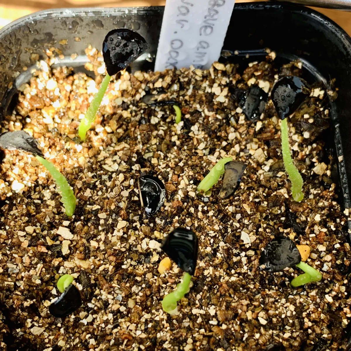 Agave americana var. oaxacensis (アガベ オアハセンシス)