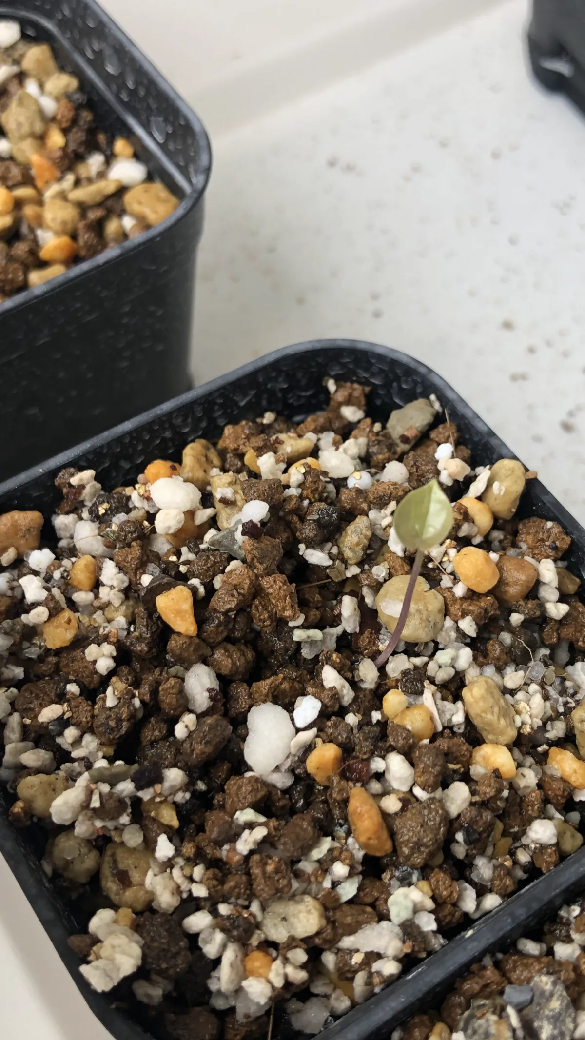 Dioscorea elephantipes (ディオスコレア エレファンティペス アフリカ亀甲竜)