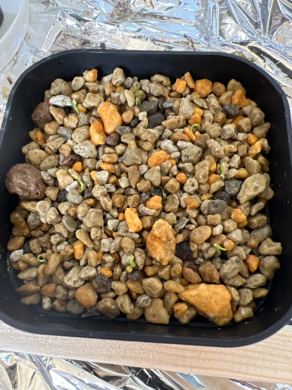 Dasylirion acrotrichum (ダシリリオン アクロトリカム)