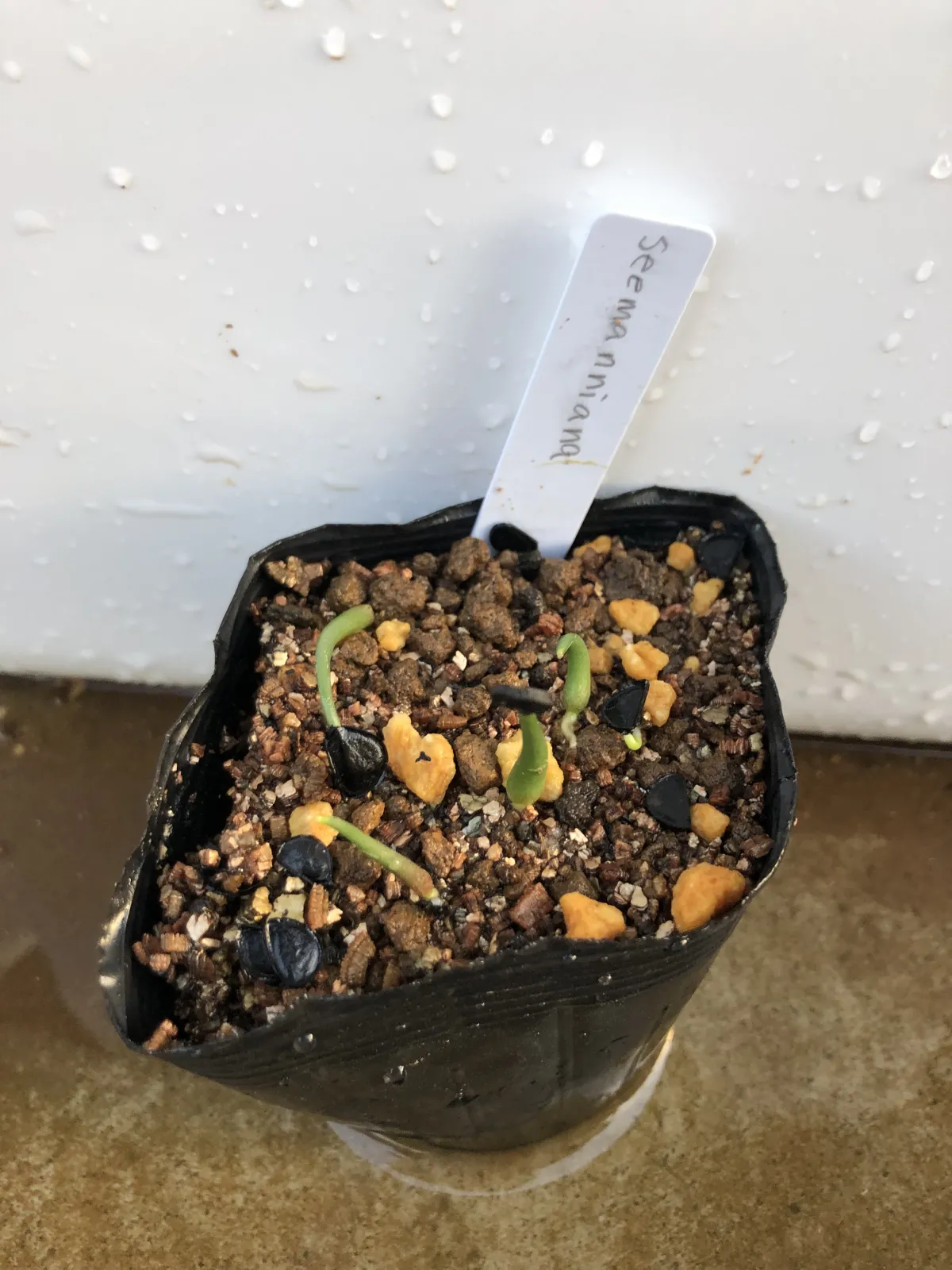 Agave seemanniana (アガベ シーマニアナ)