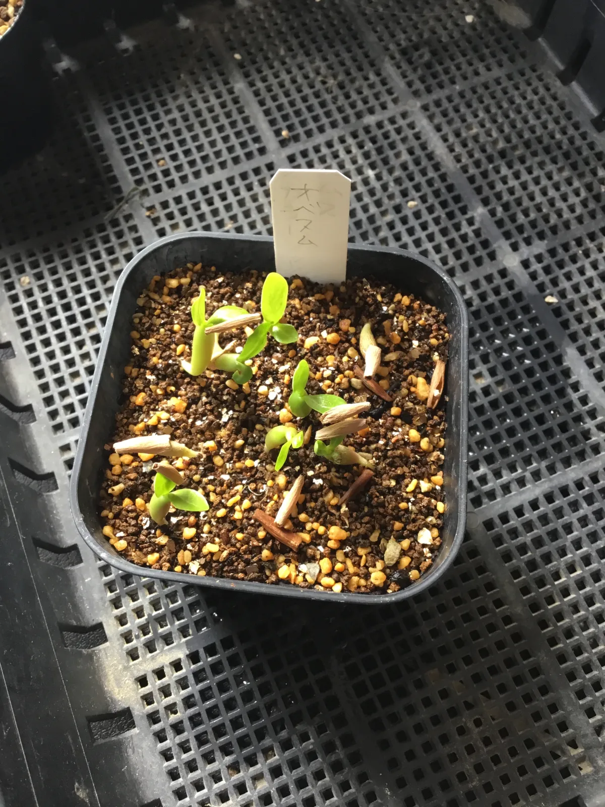 Adenium obesum (アデニウム オベスム)