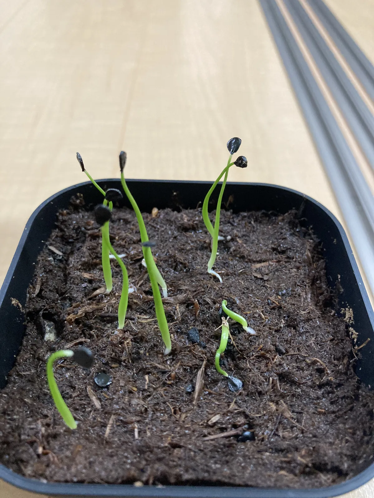 Agave utahensis var. eborispina (アガベ エボリスピナ)