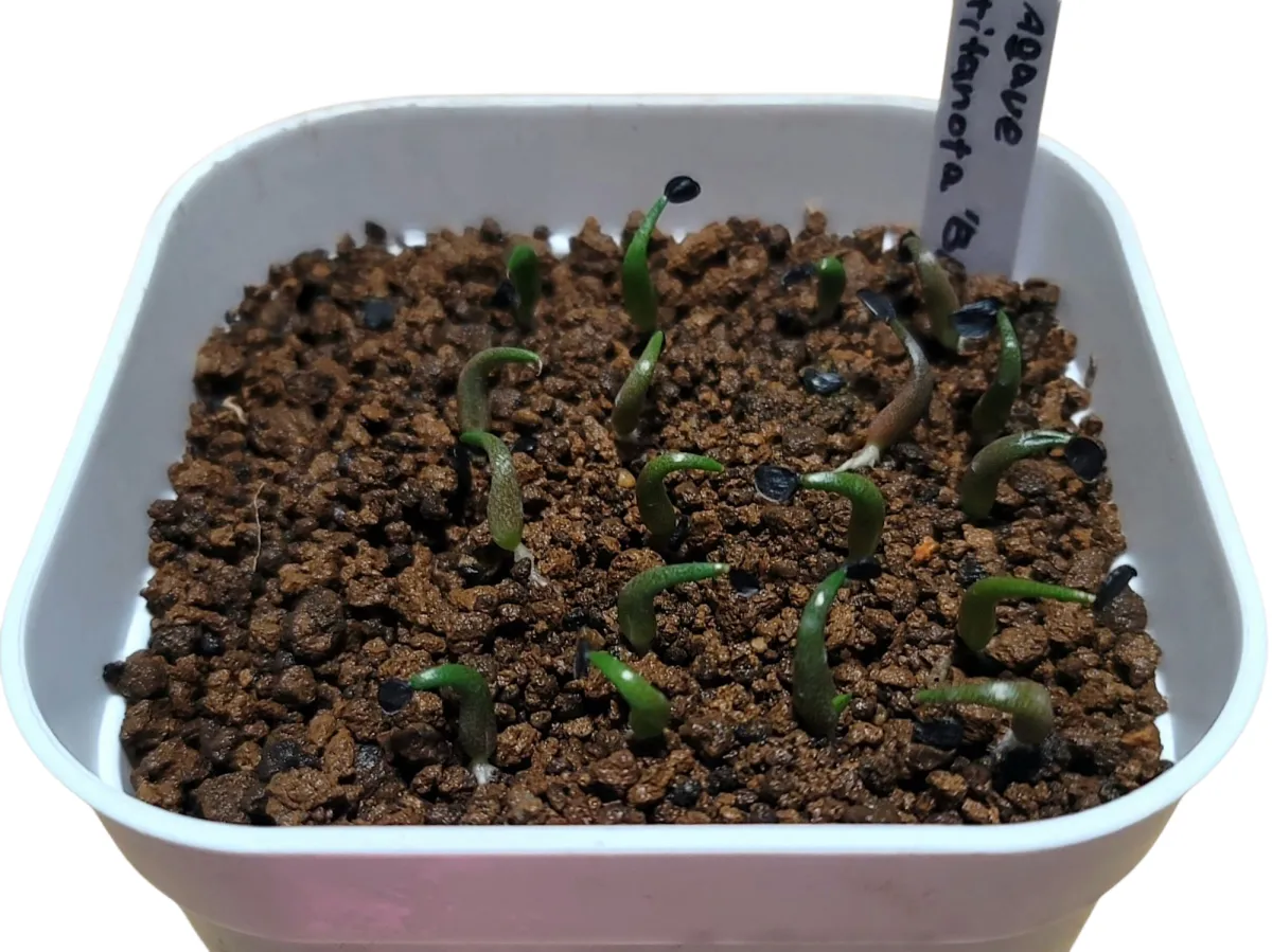 Agave titanota 'Blue' (アガベ チタノタブルー)