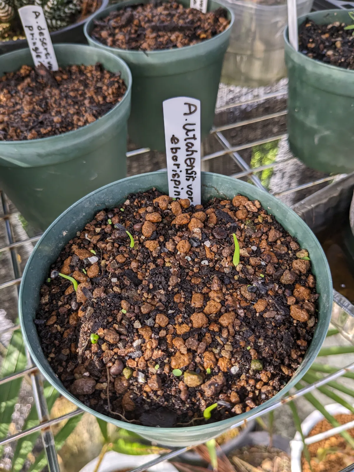 Agave utahensis var. eborispina (アガベ エボリスピナ)