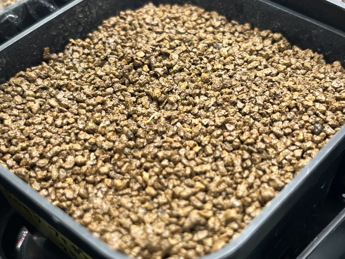 Bursera fagaroides (ブルセラ ファガロイデス)