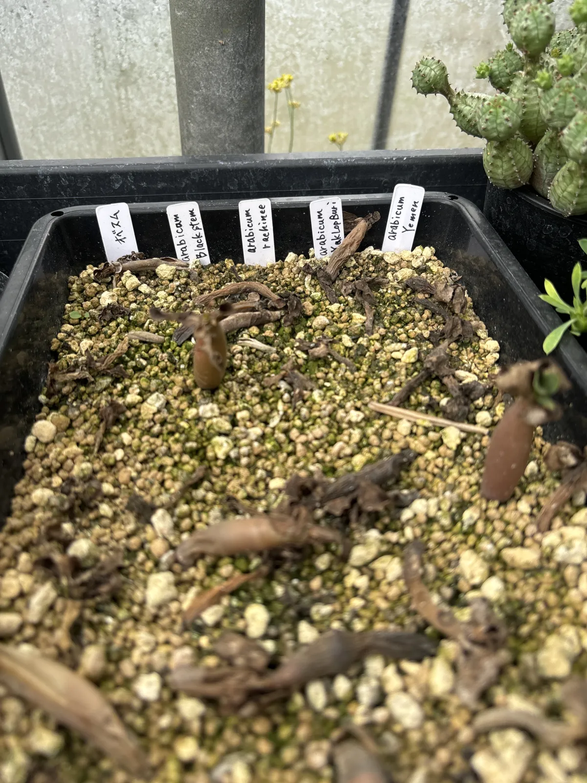 Adenium arabicum Rashiny (アデニウム アラビカム ラシニー)