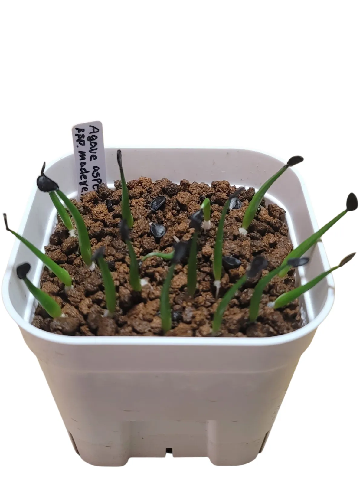 Agave asperrima subsp. maderensis (アガベ アスペリーマ マデレンシス)