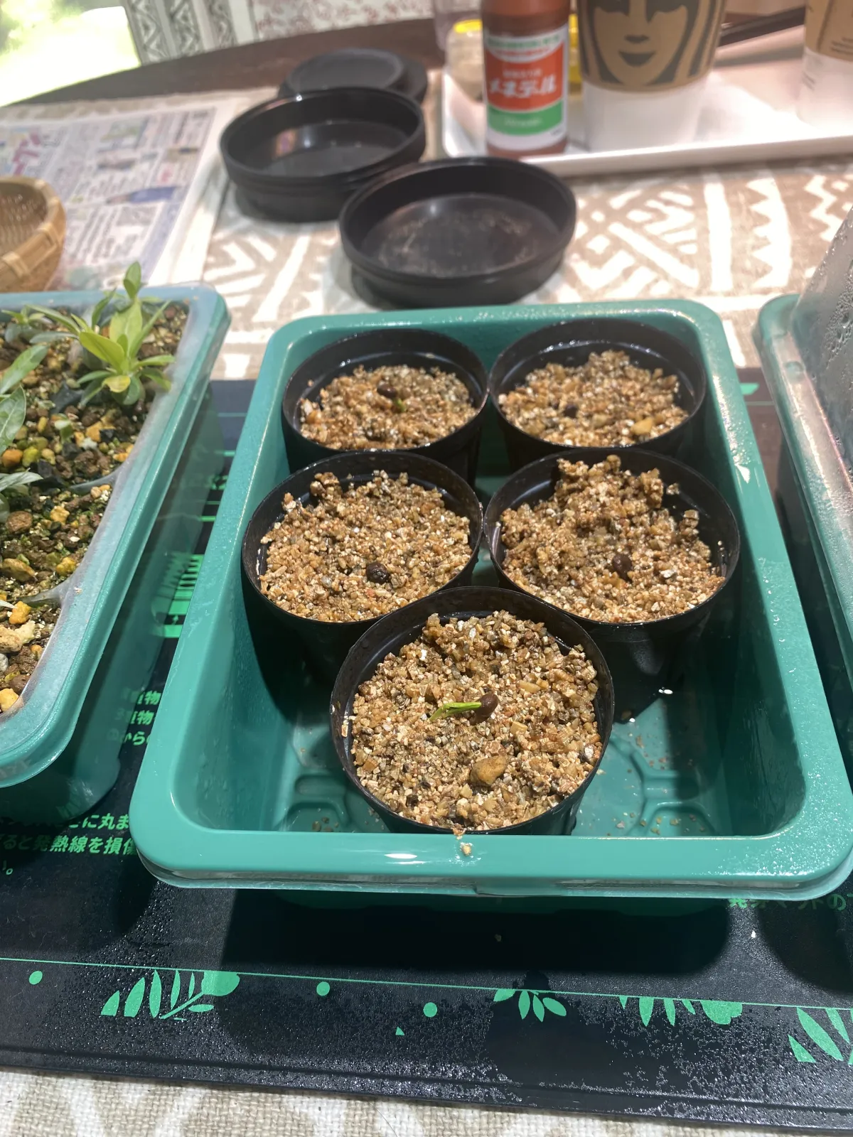 Operculicarya pachypus (オペルクリカリア パキプス)