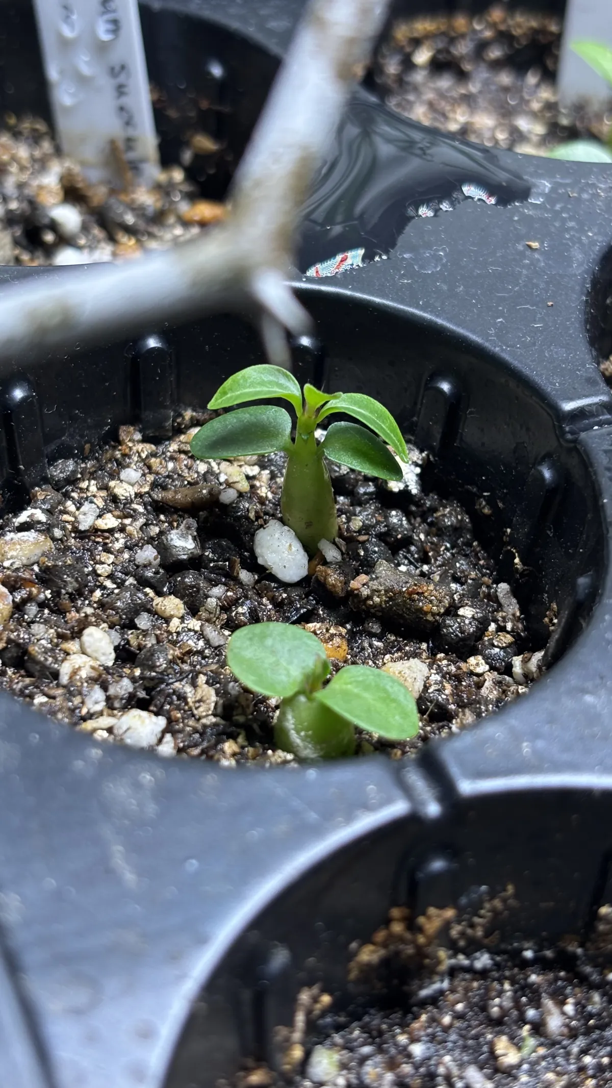 Pachypodium succulentum (パキポディウム サキュレンタム 天馬空)
