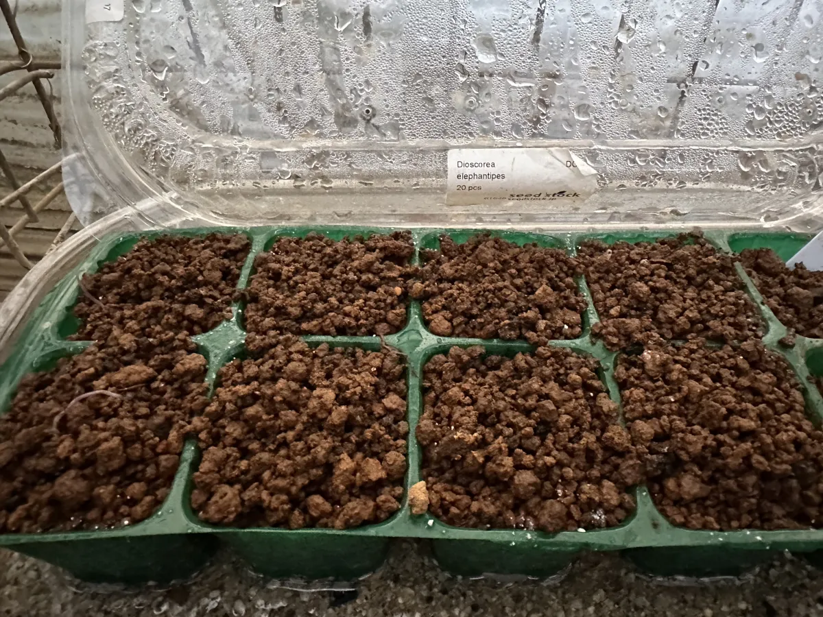 Dioscorea elephantipes (ディオスコレア エレファンティペス アフリカ亀甲竜)