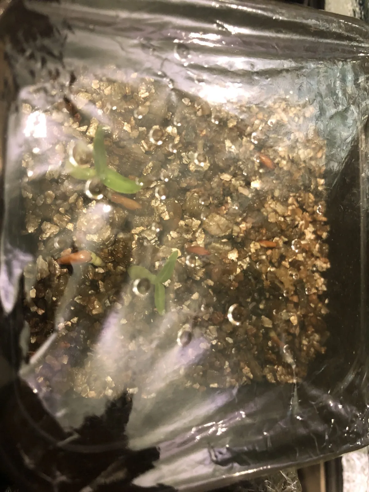 Pachypodium rosulatum var. gracilius (パキポディウム グラキリス)