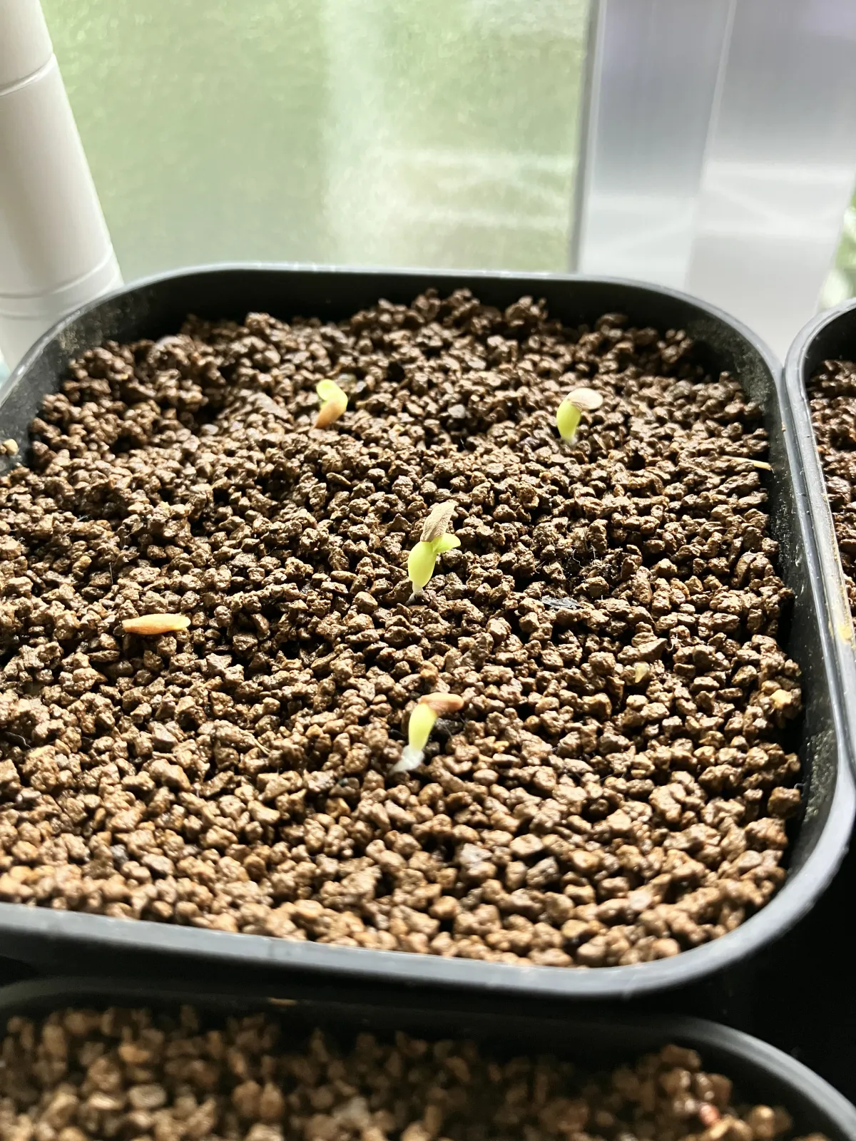 Pachypodium bispinosum (パキポディウム ビスピノーサム)