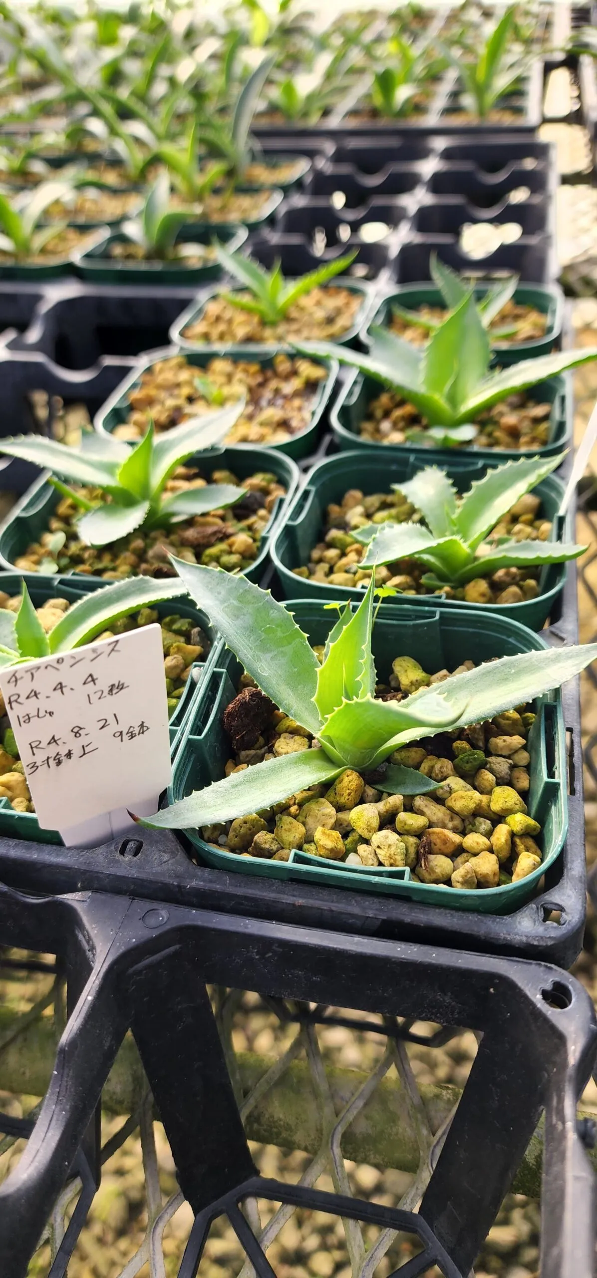 Agave chiapensis (アガベ チアペンシス)