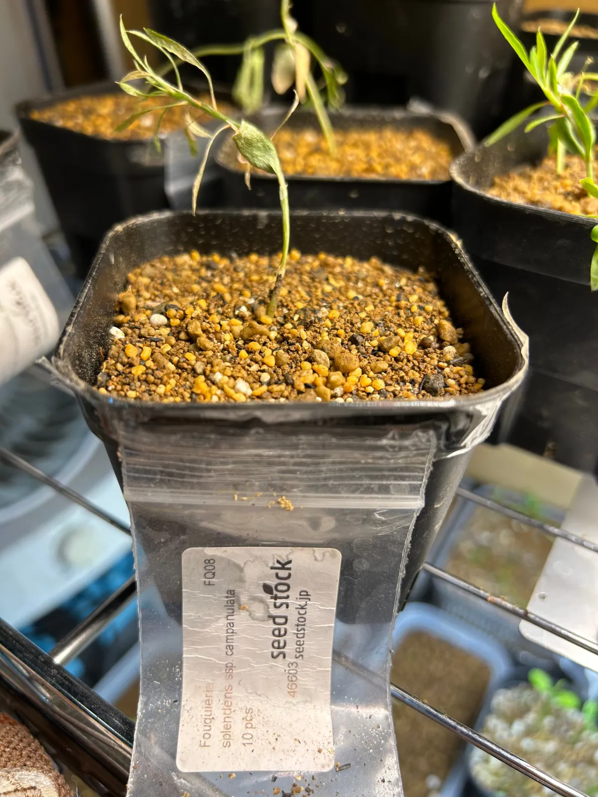 Fouquieria splendens subsp. campanulata (フォークイエリア カンパニュラタ)