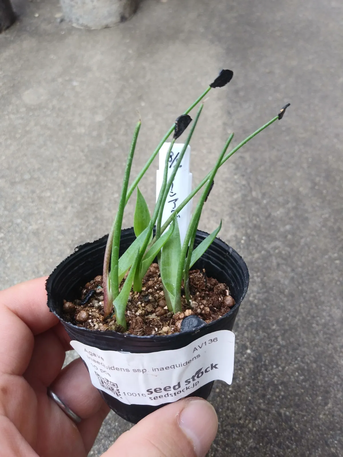 Agave inaequidens (アガベ インアクイデンス)