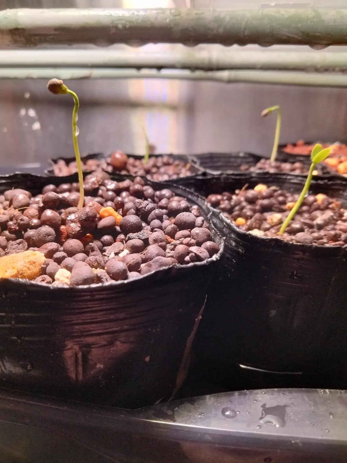 Euphorbia stenoclada subsp. stenoclada (ユーフォルビア ステノクラーダ)