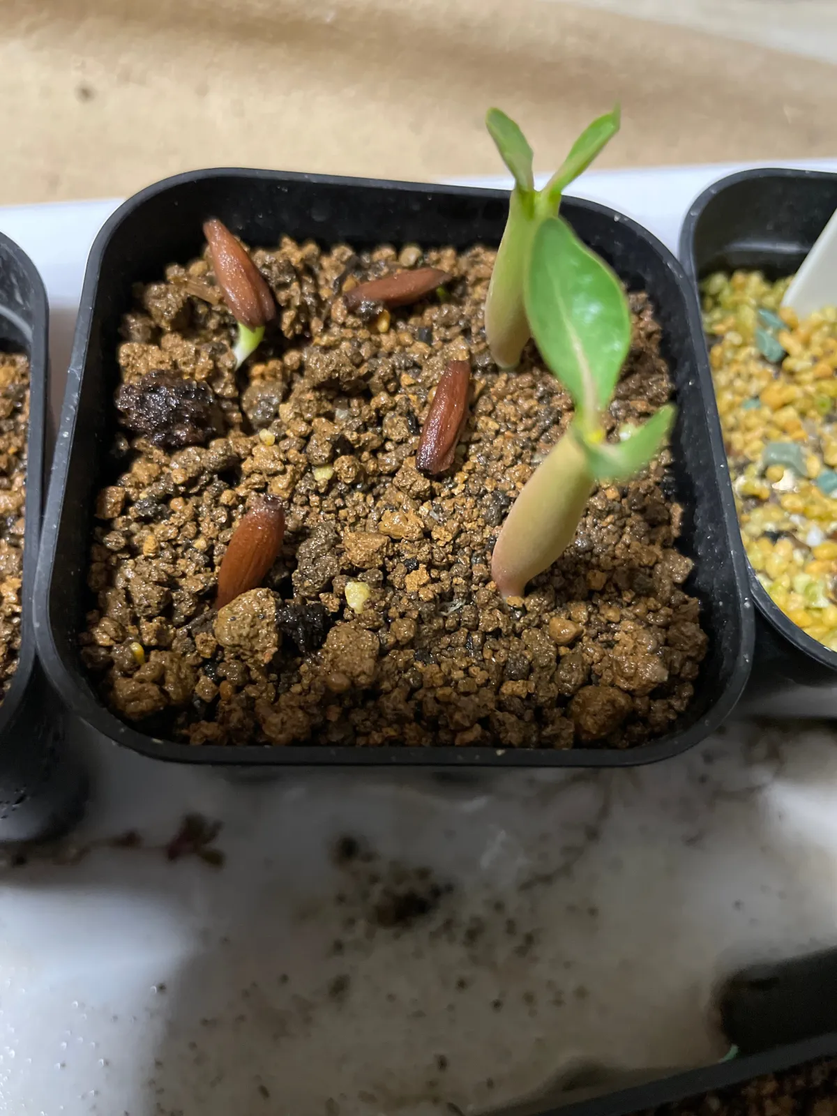 Adenium obesum thai (アデニウム タイ ソコトラナム)