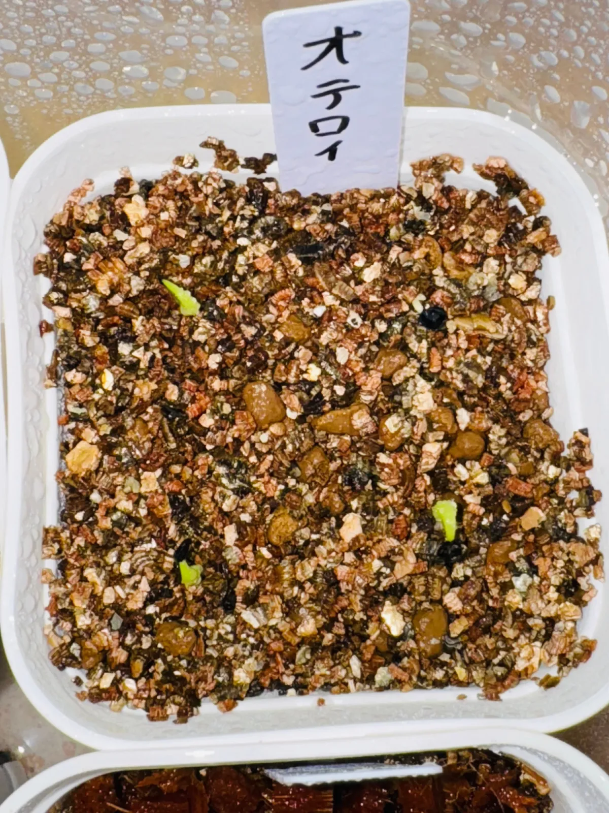 Agave oteroi (アガベ オテロイ)