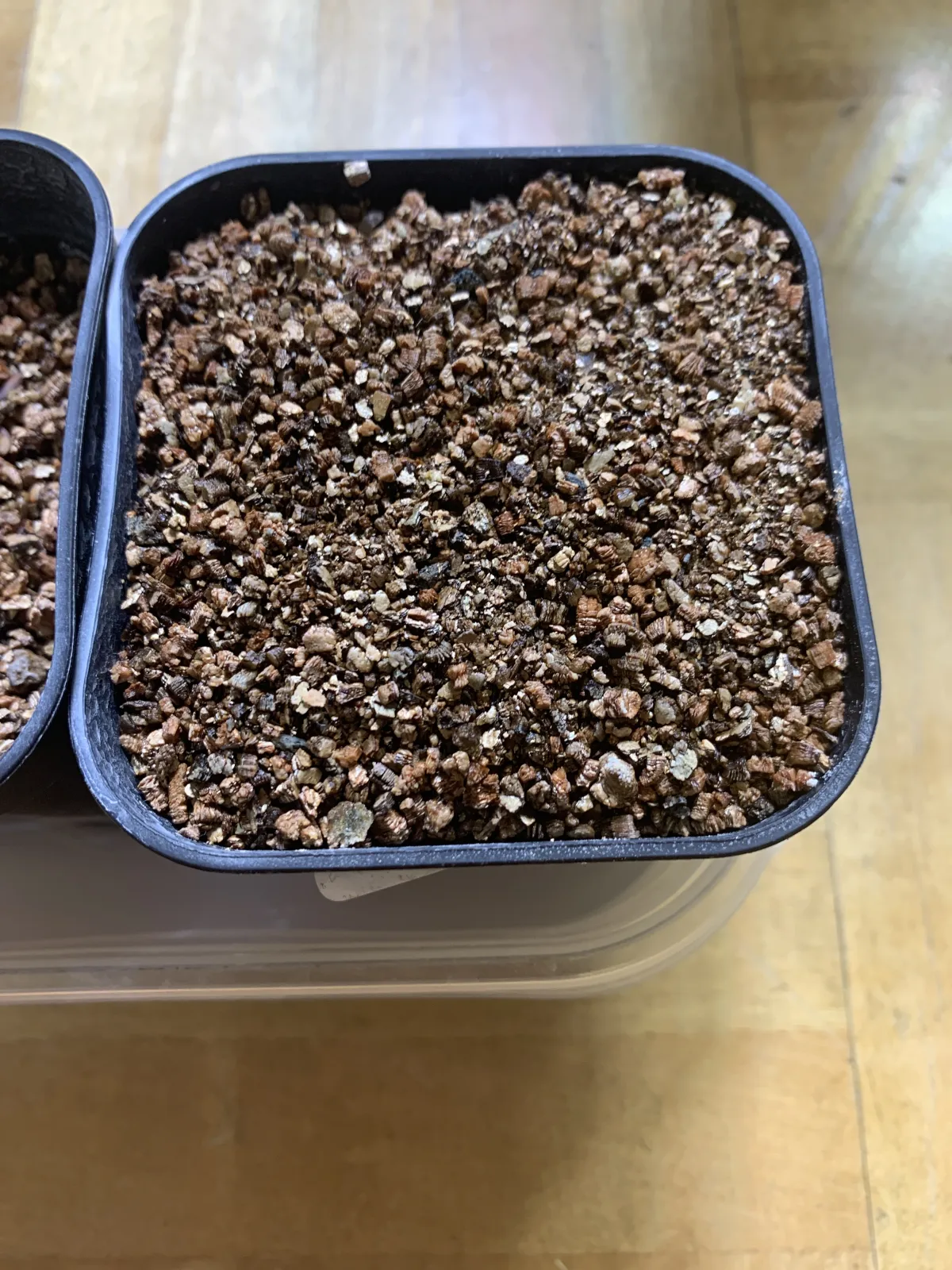 Aloe reitzii (アロエ レイジー)