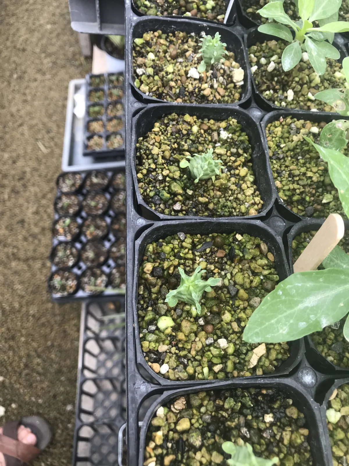 Euphorbia horrida var. norveldensis (ユーフォルビア ホリダ ノーベルデンシス)