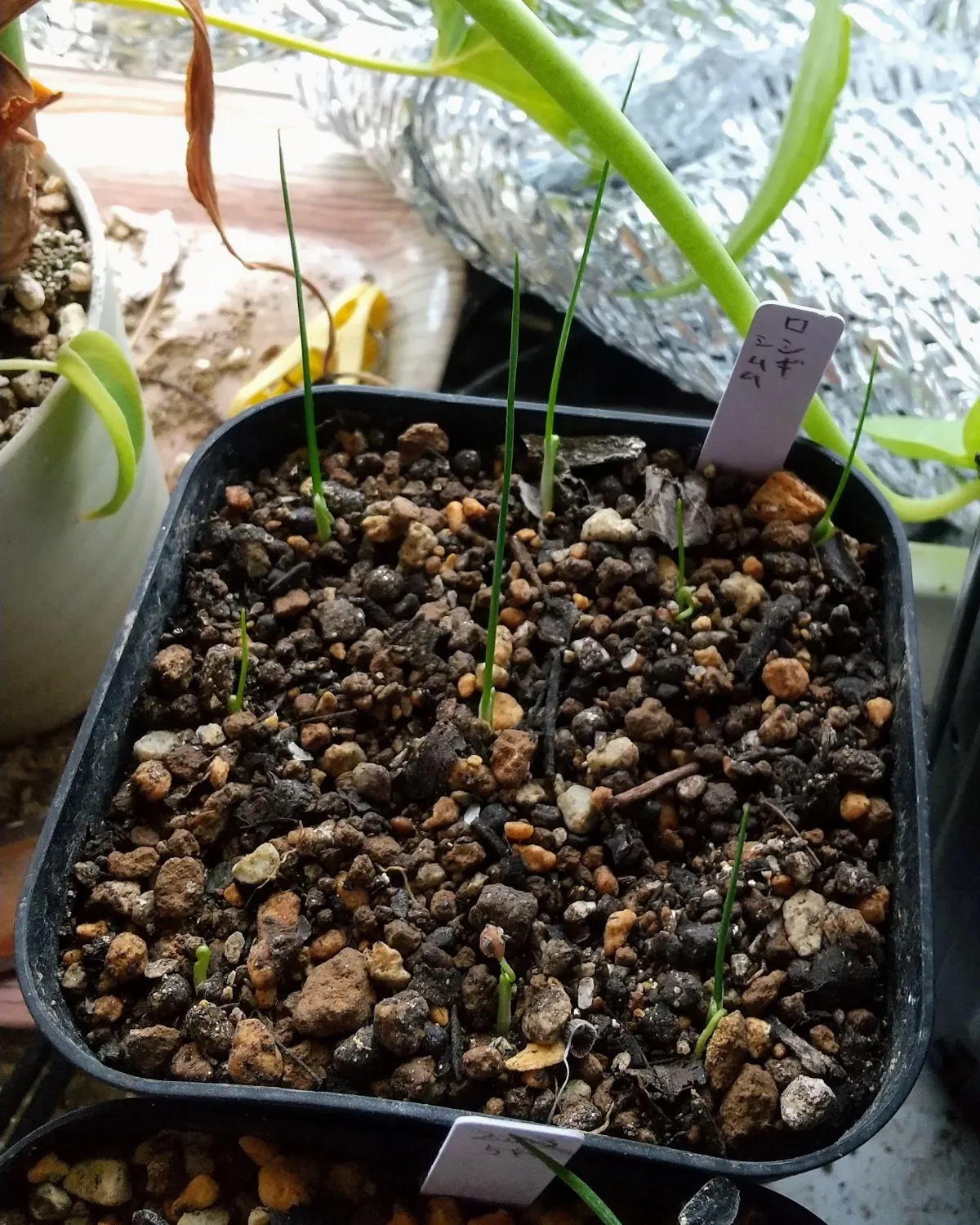 Dasylirion longissimum var. longissimum (ダシリリオン ロンギシマム)