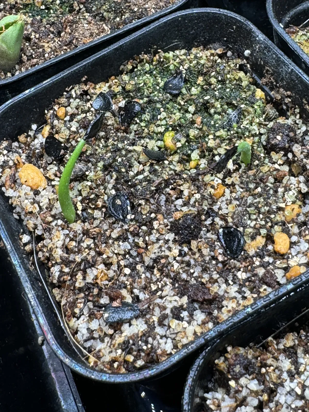 Agave montana (アガベ モンタナ)