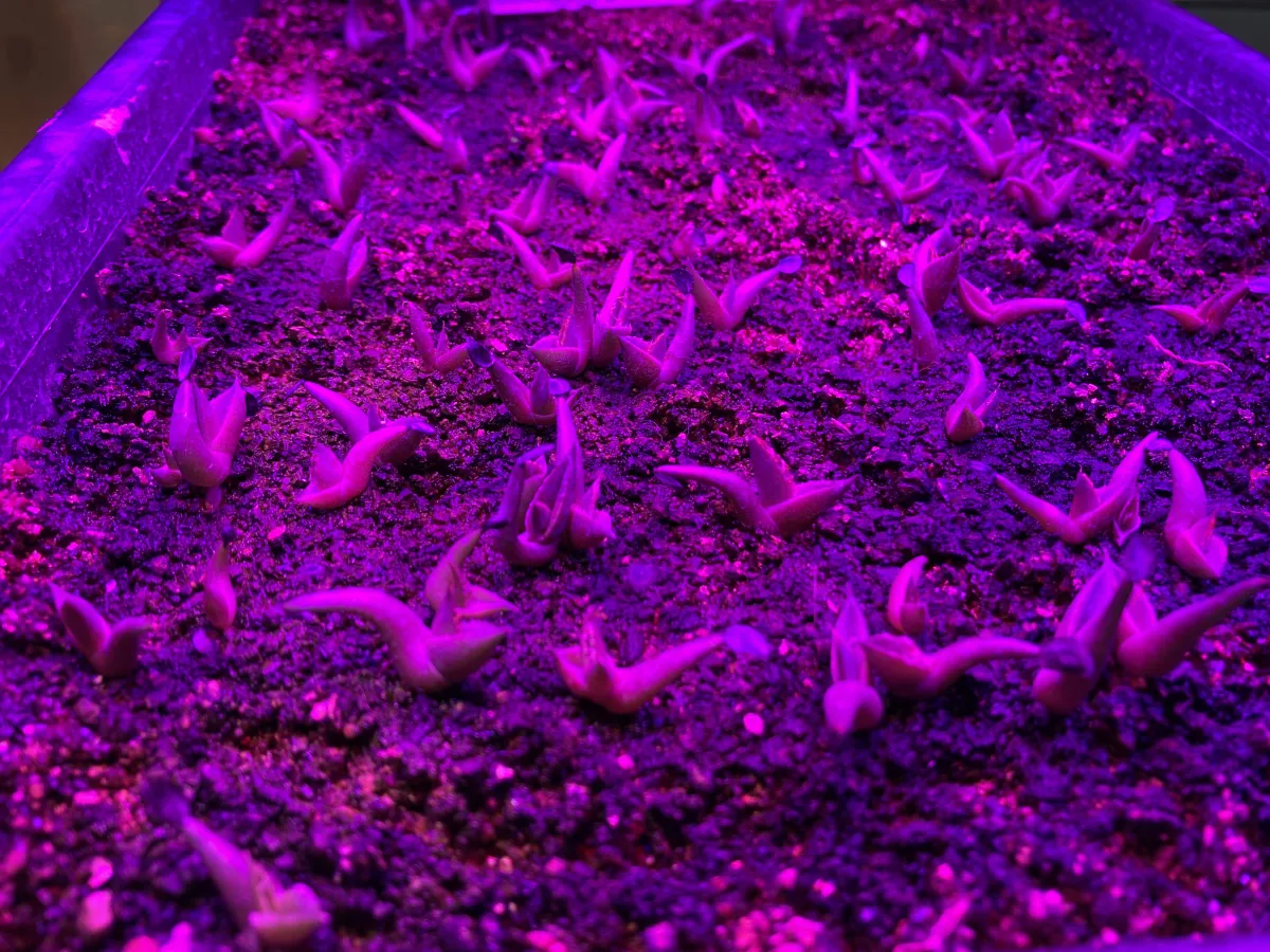 Agave titanota 'Blue' (アガベ チタノタブルー)