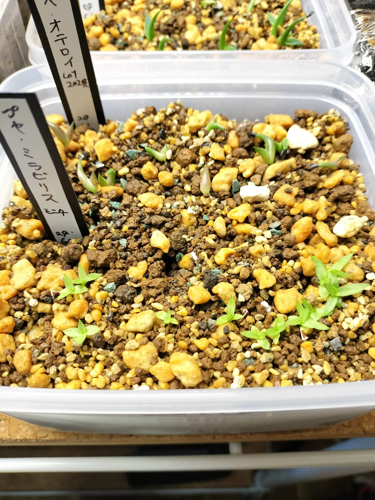 Puya mirabilis (プヤ ミラビリス)